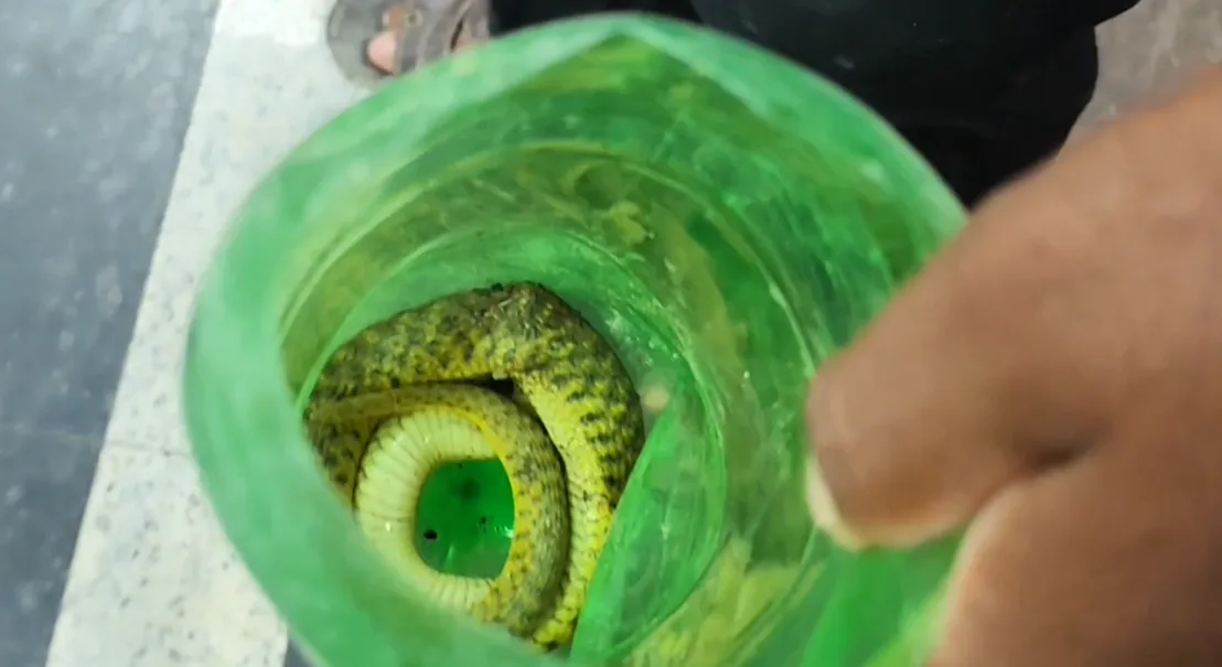 பாம்புடன் வந்த இளைஞரால் பரபரப்பு