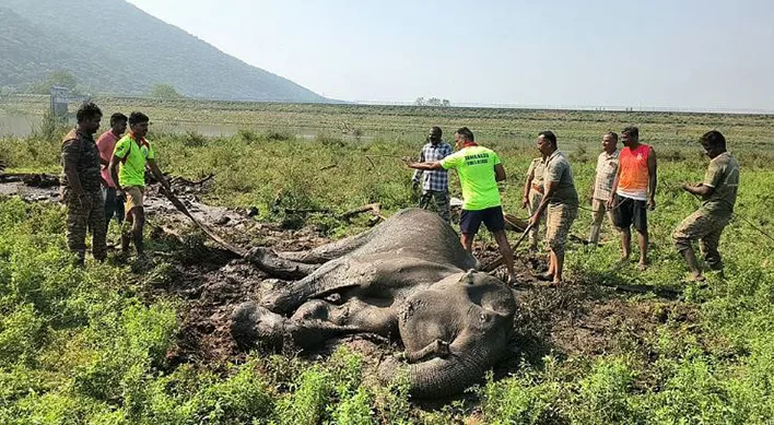 குண்டேரிப்பள்ளம் அணையில் சேற்றில் சிக்கிய பெண் யானை