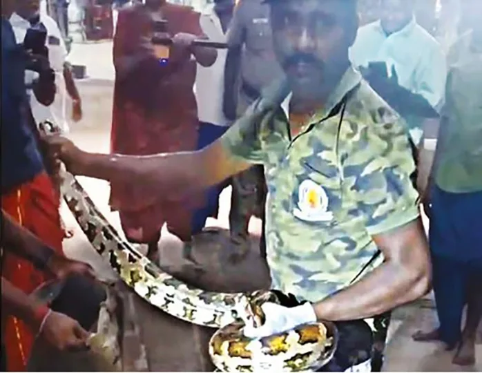 குற்றாலநாதர் கோவிலுக்குள் மலைப்பாம்பு