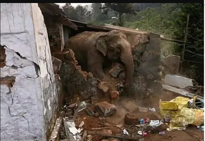 வீடுகள் அங்கன்வாடியை சேதப்படுத்திய யானைகள்
