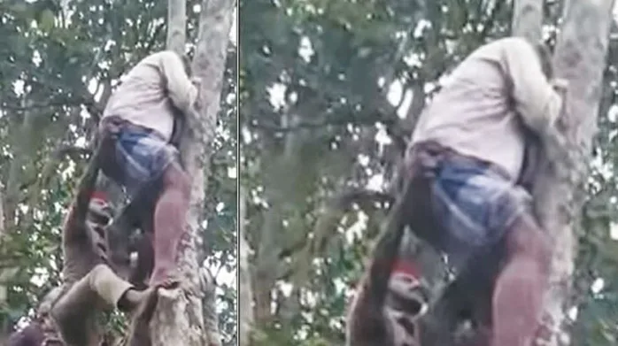 காட்டு பன்றியிடம் இருந்து தப்பிக்க மரத்தில் ஏறிய ஆசிரியர்