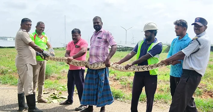 ஆலங்குளம் அருகே மயிலை விழுங்கிய மலைப்பாம்பு