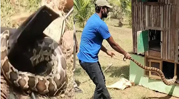 பொள்ளாச்சி அருகே 5 கோழிகளை விழுங்கிய ராட்சத மலைப்பாம்பு
